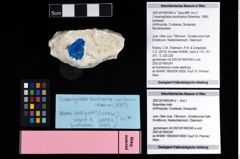 Foto (Objekt + Etikett) von Cracensigillatus acutirostrus (Moericke, 1889)  (NHMW-GEO-2007z0149-0340a)